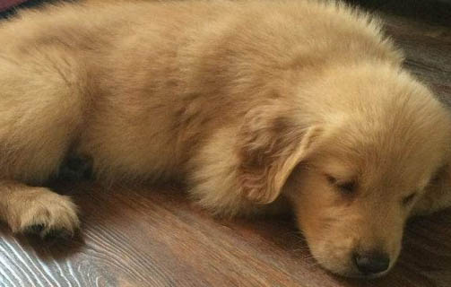 狗糧的種類都有哪些