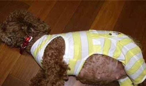 母犬絕育多久恢復