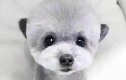 成年泰迪一個月吃多少斤狗糧
