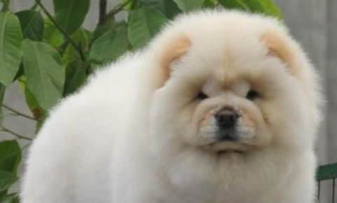 松獅犬性格