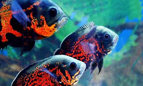 地圖魚長多大