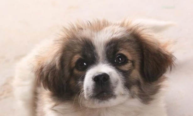 棉花面紗犬哪里有賣