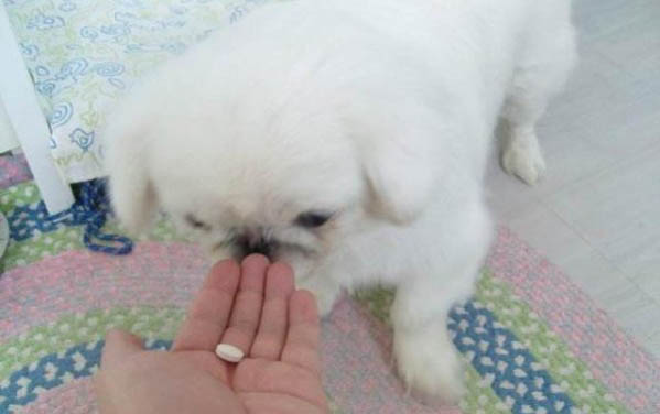 狗狗可不可以吃蛋白