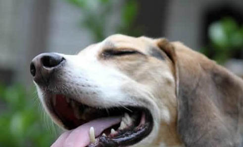 法斗幼犬一般多少錢一只