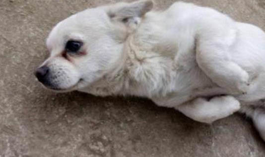 狗狗有蟲的癥狀有哪些