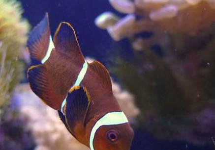 熱帶魚小丑魚怎么養