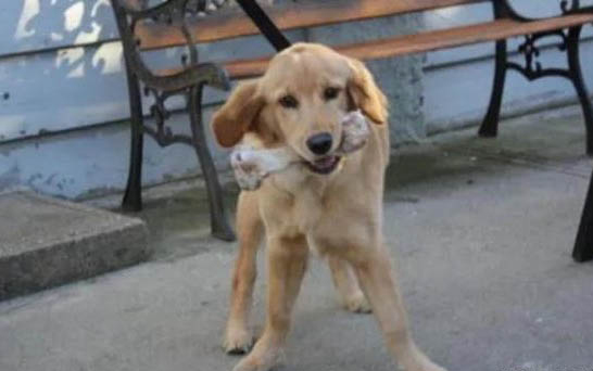 狗狗晚上一直叫是什么原因