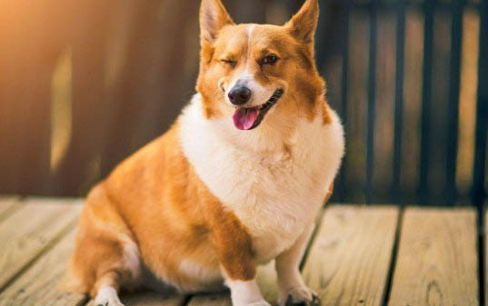 狗狗趾間炎的癥狀及治療
