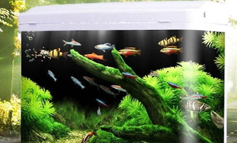 怎么判斷魚缸的魚是否缺氧