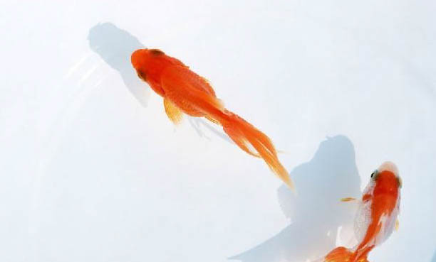 神仙魚吃水草嗎
