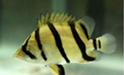 虎魚不吃東西是怎么回事