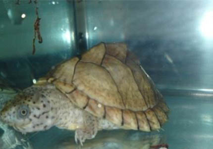 麝香龜不能冷水飼養嗎