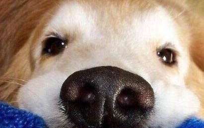 狗狗腦炎能活多久
