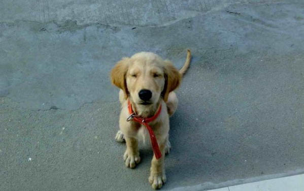 金毛犬腸胃好不好