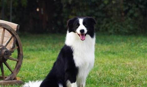 蘇格蘭牧羊犬的價格