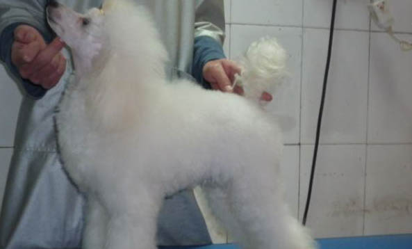 貴賓犬和雪納瑞哪個好養