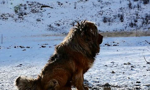 哪里有藏獒幼犬出售