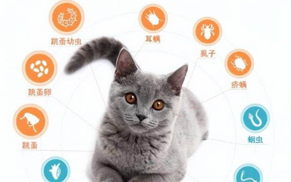 貓咪不聽話可以打嗎