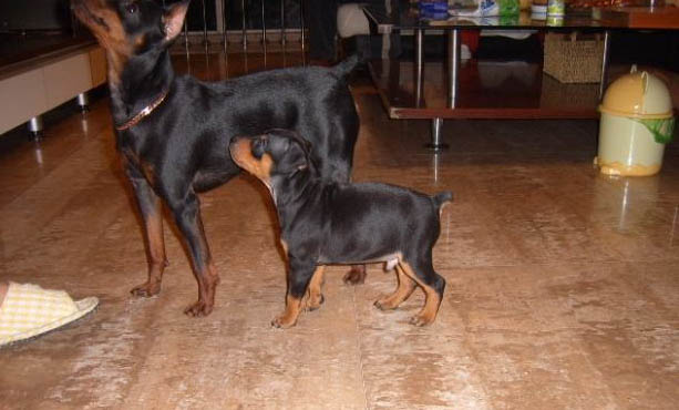 杜賓犬有哪些優點和缺點