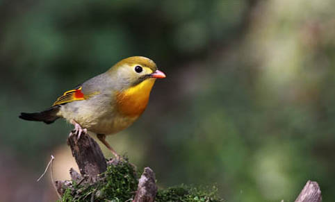 20多天的雛鳥玄鳳鸚鵡喂什么