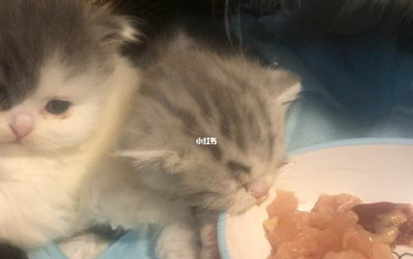 小奶貓為啥先睜開一只眼睛?