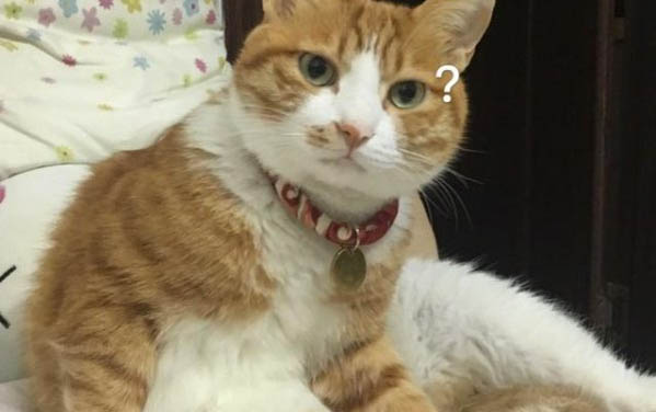 貓得了什么病會死