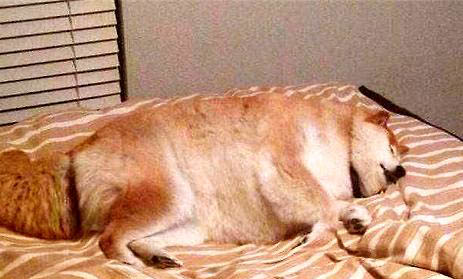 狗腦炎能活多久