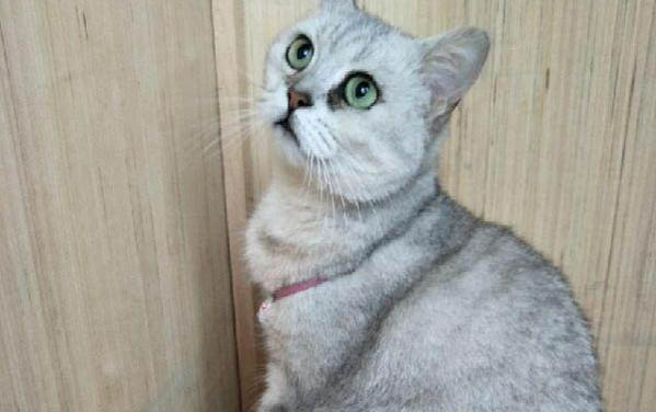 美短貓鼻子上的毛變黃了