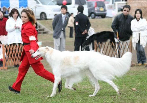 怎么判斷蘇俄獵狼犬得了什么病