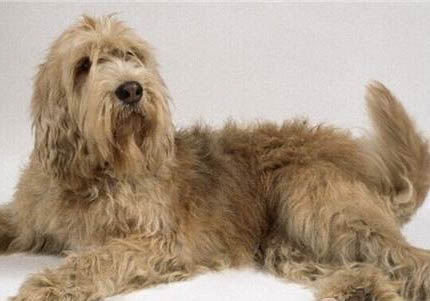 新斯科舍獵鴨尋獵犬太瘦的原因及處理方法