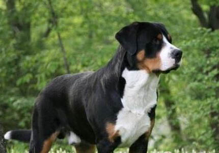 大瑞士山地犬的性格外貌特征