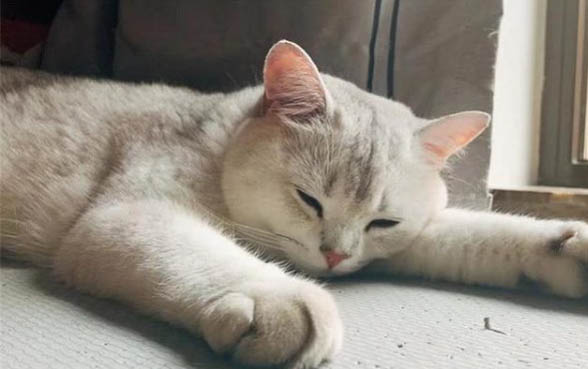 小貓多久可以斷奶