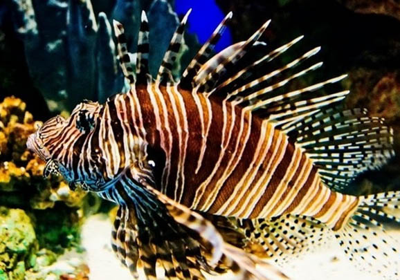 三棘獅子魚的飼養環境