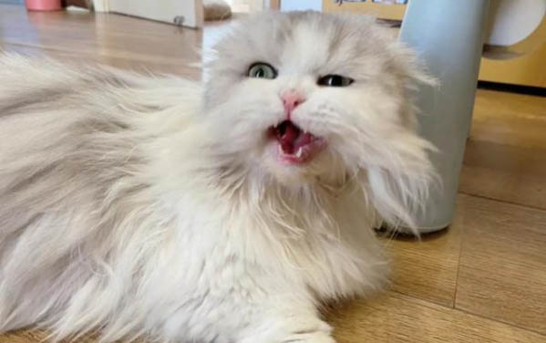小貓多久可以吃貓糧