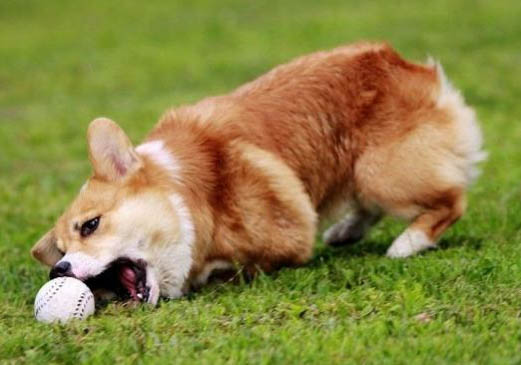 柯基犬優缺點及適合人群