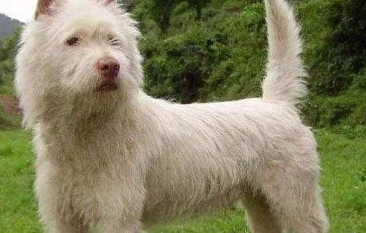 下司犬飼養(yǎng)注意事項(xiàng)