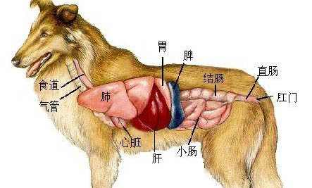 狗狗懷孕多久才會(huì)有胎動(dòng)?