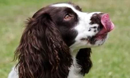 什么毛的阿富汗獵犬好養