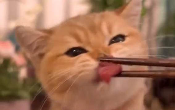 貓咪為什么認不出貓牙齒的原因