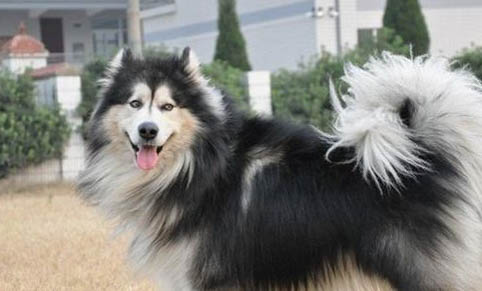 阿拉斯加犬好養(yǎng)活嗎