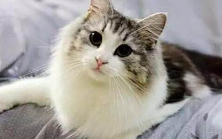 小貓多大可以打一次疫苗