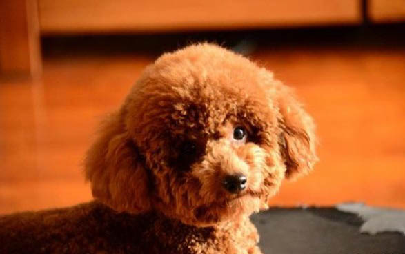 為什么狗狗不喜歡咬我的手