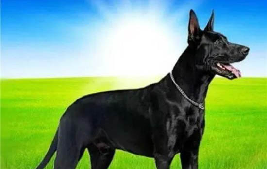 黑狼犬幾個月認主