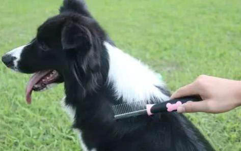 狗狗感冒流鼻涕能自愈嗎