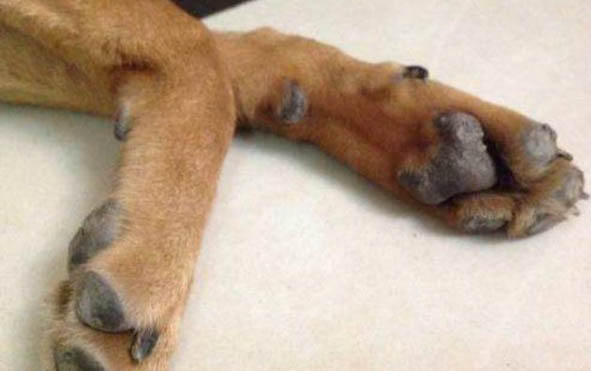 狗狗為什么會得腦炎呢