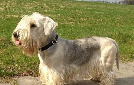小型犬牽引繩佩戴方法