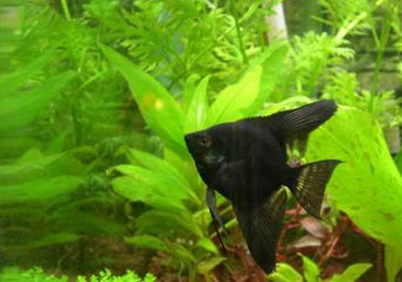 招財貓魚和鸚鵡魚能混養(yǎng)嗎