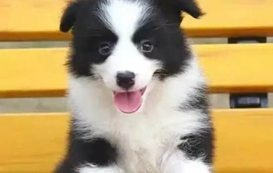 德國牧羊犬哪里有賣