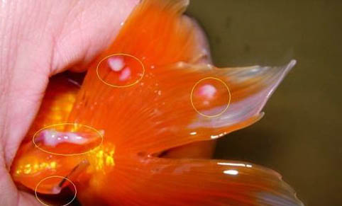 接吻魚和什么魚混養(yǎng)好