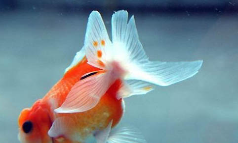 金魚產(chǎn)卵了怎么辦